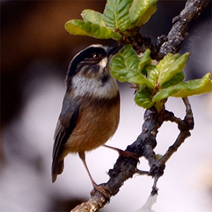 White-throated Tit